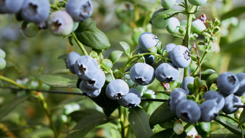 愛莓莊:一顆藍(lán)莓的產(chǎn)業(yè)鏈革新之路 愛莓莊:一顆藍(lán)莓的產(chǎn)業(yè)鏈革新之路